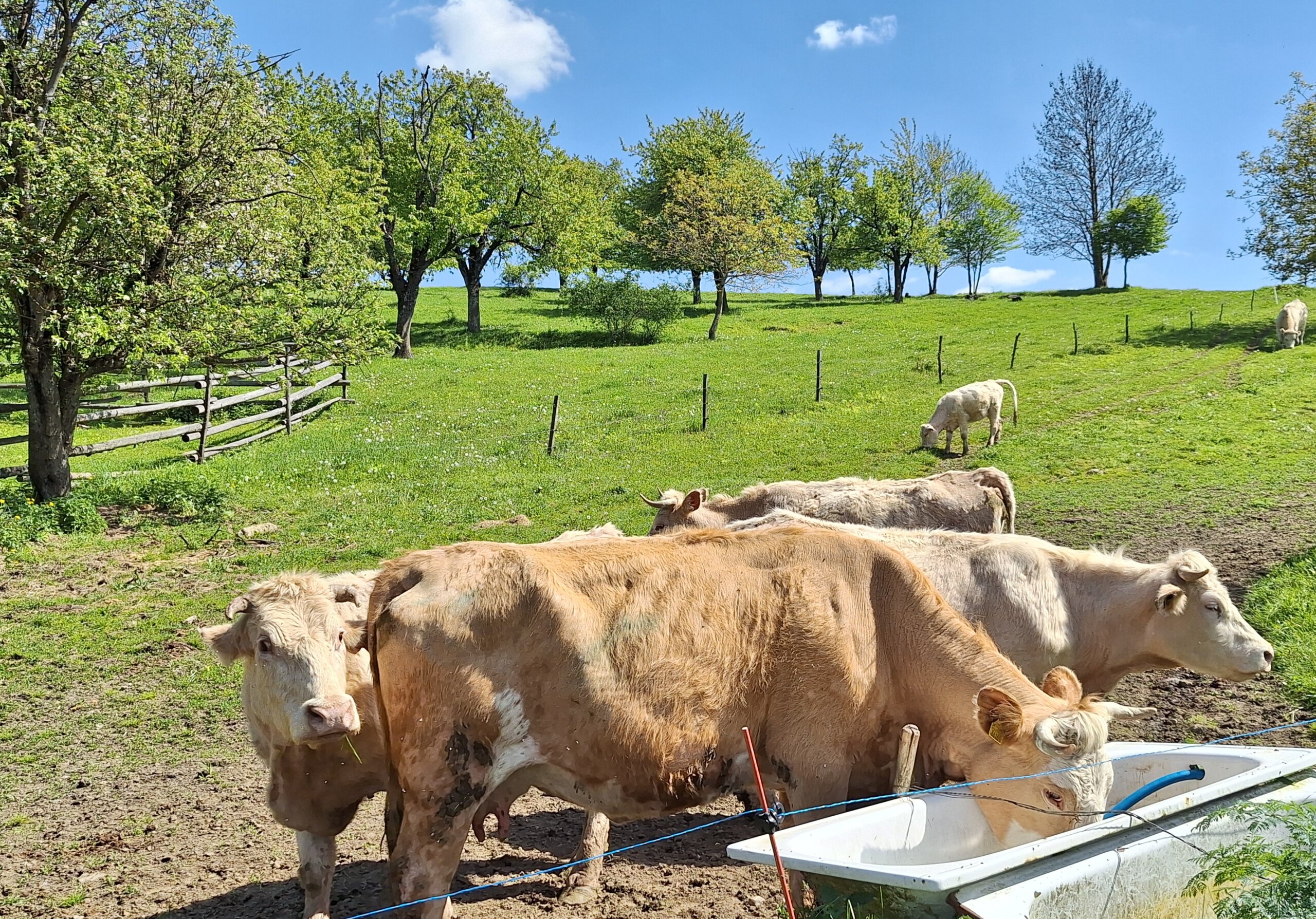 Rodinné hospodárstvo Ondreja Galla je zamerané prioritne na chov dobytka.